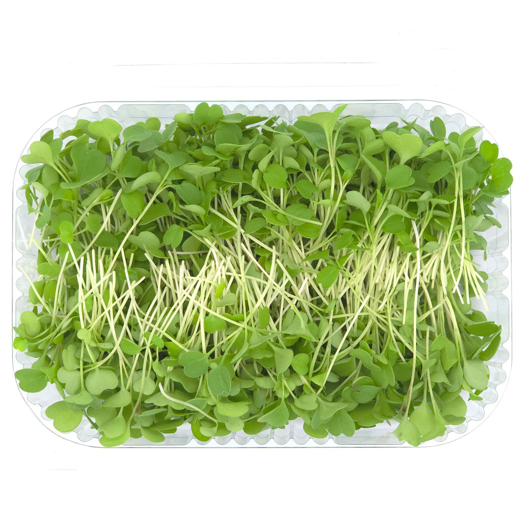 Fresh arugula microgreens grown locally in Lebanon
