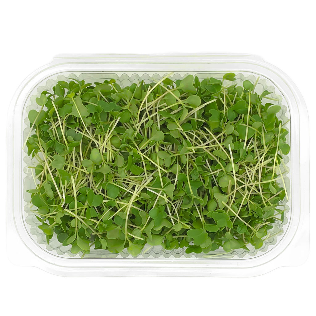 Fresh broccoli microgreens grown locally in Lebanon