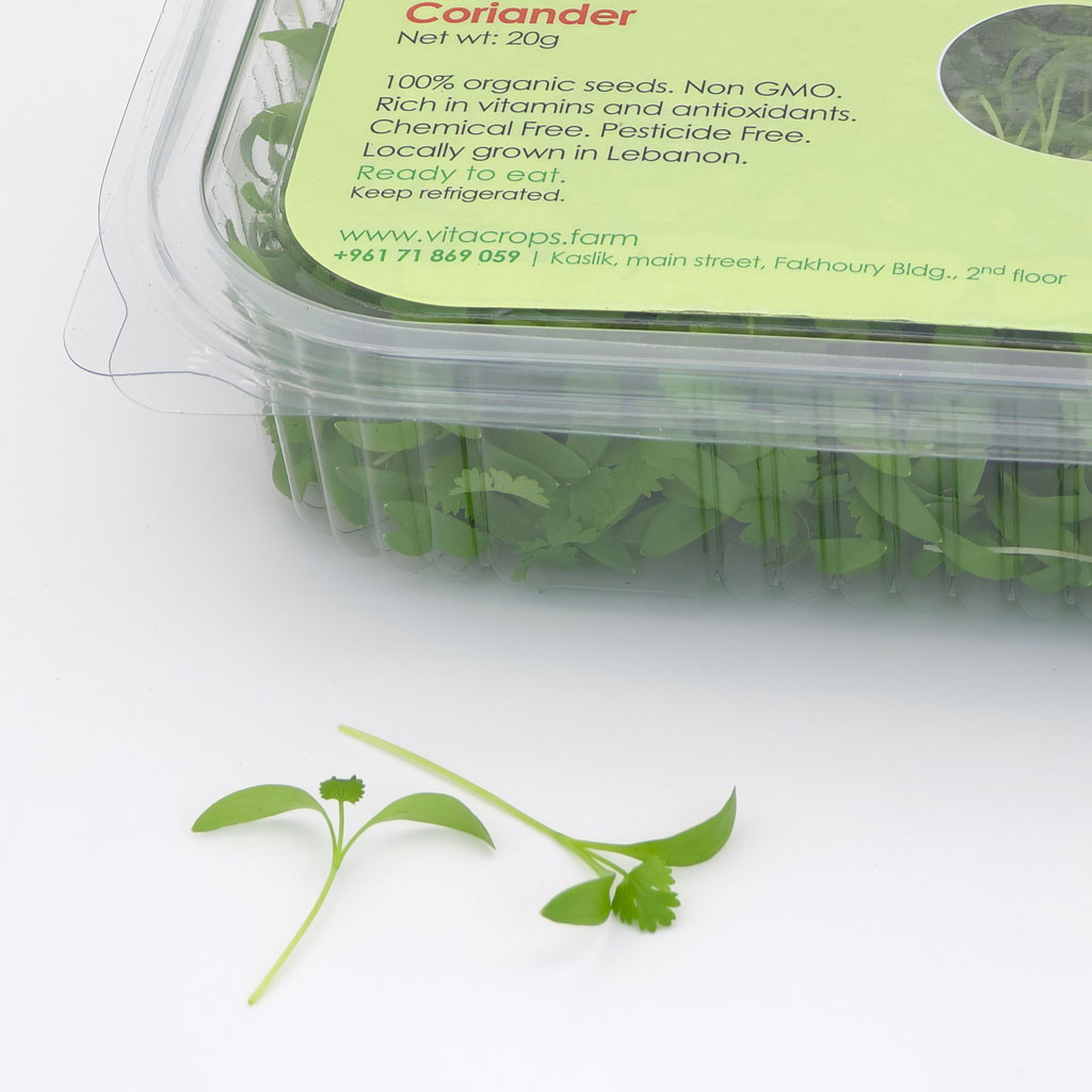 Coriander Microgreens Leaf also known as Cilantro