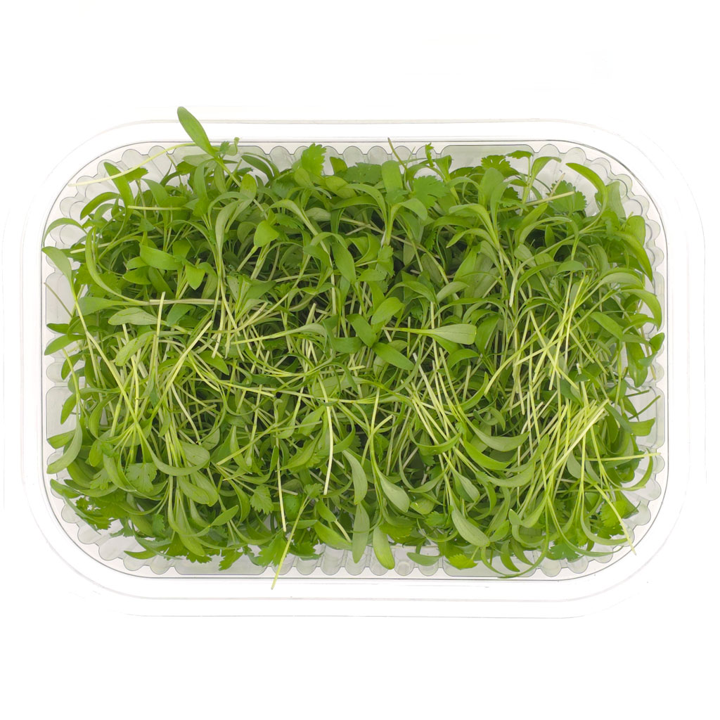 Microgreens Lebanon Coriander pack