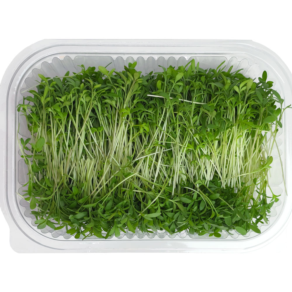 Cress microgreens – fresh, organic, and full of antioxidants