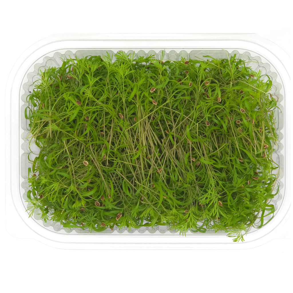 Microgreens Dill pack premium lebanese microgreens
