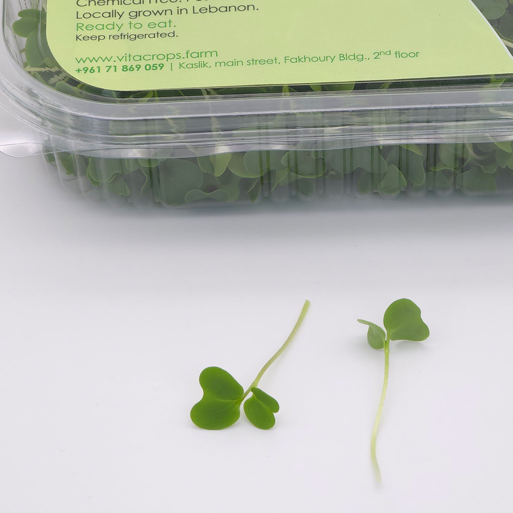 Nutrient-dense broccoli microgreens for healthy cooking