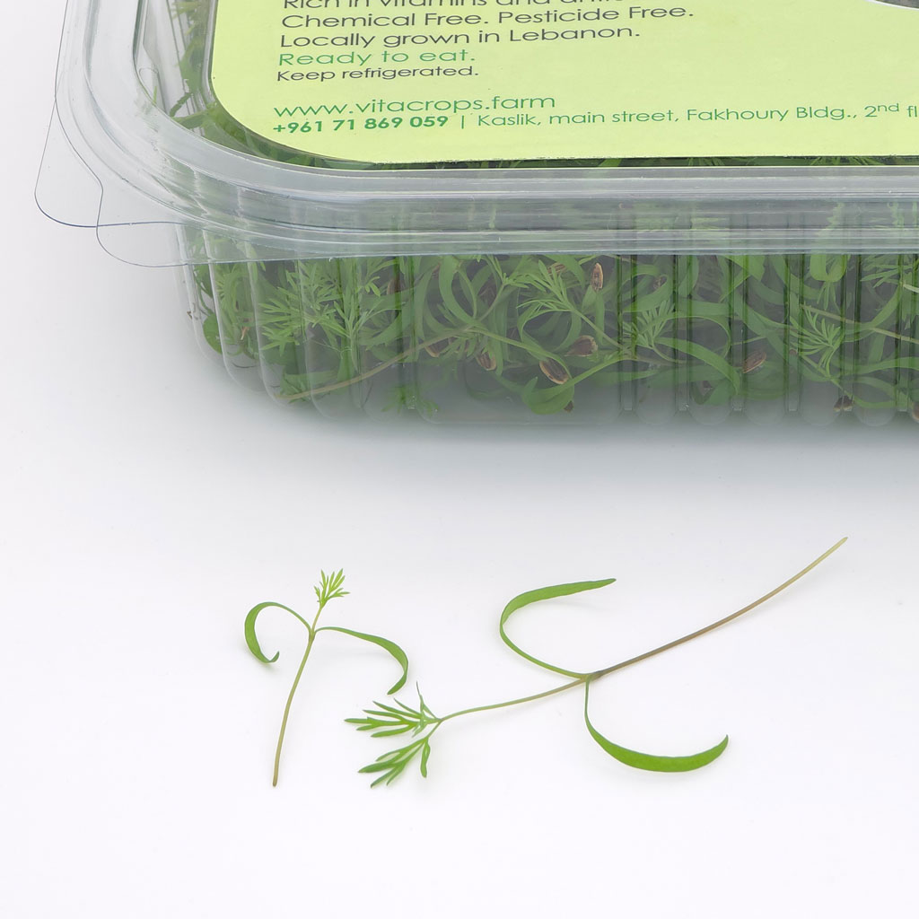 Microgreens lebanon dill leaf of vitacrops