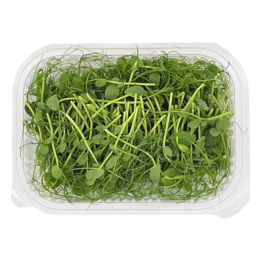 Fresh pea microgreens grown in Lebanon by Vitacrops