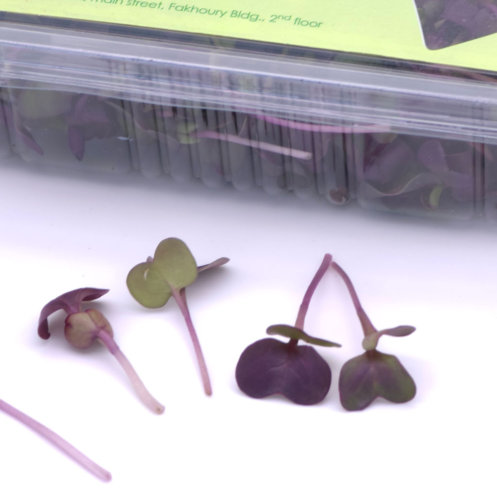 Organic Rambo radish microgreens – vibrant and nutrient-rich