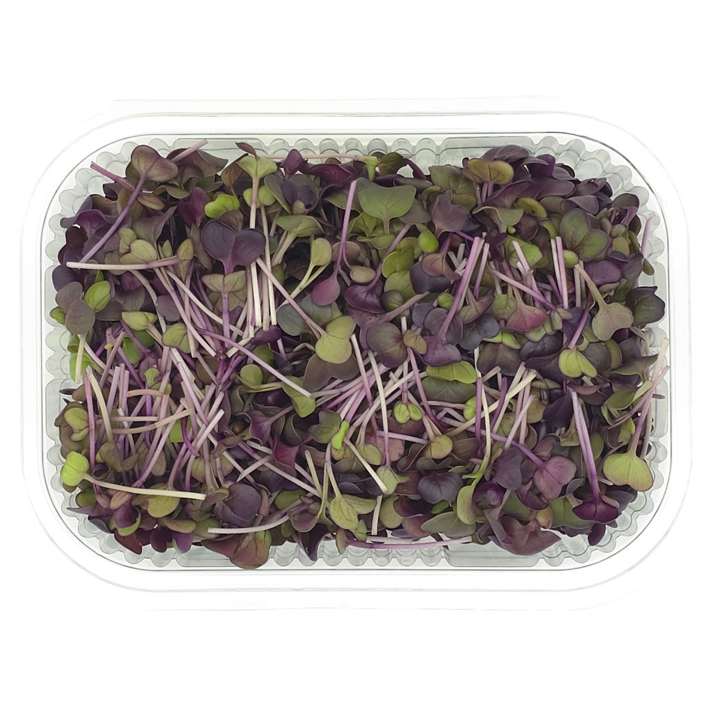Rambo radish microgreens with deep purple leaves grown in Lebanon