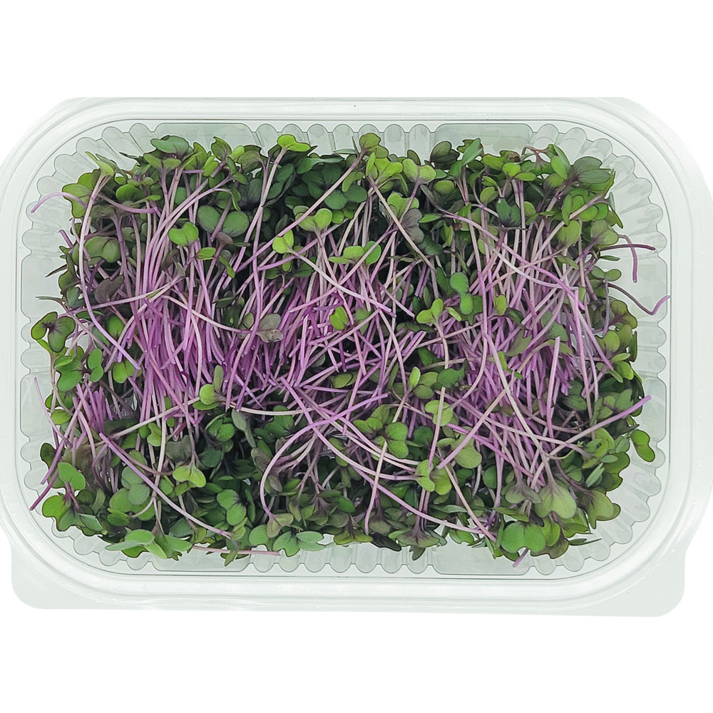 Fresh red cabbage microgreens perfect for salads and gourmet dishes