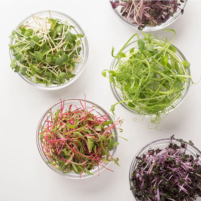 variety of microgreens in bowls
