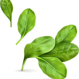 green Microgreens leaves