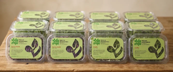Fresh microgreens leaves