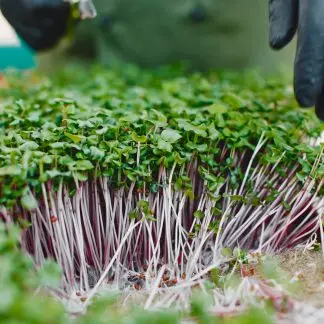 lebanon red cabbage Microgreens tray